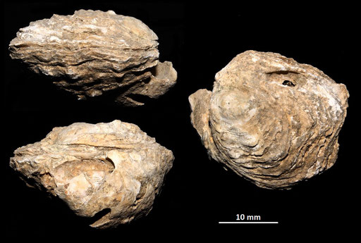 Chama gryphoides, Macchia della Turchina (Monteromano, VT)