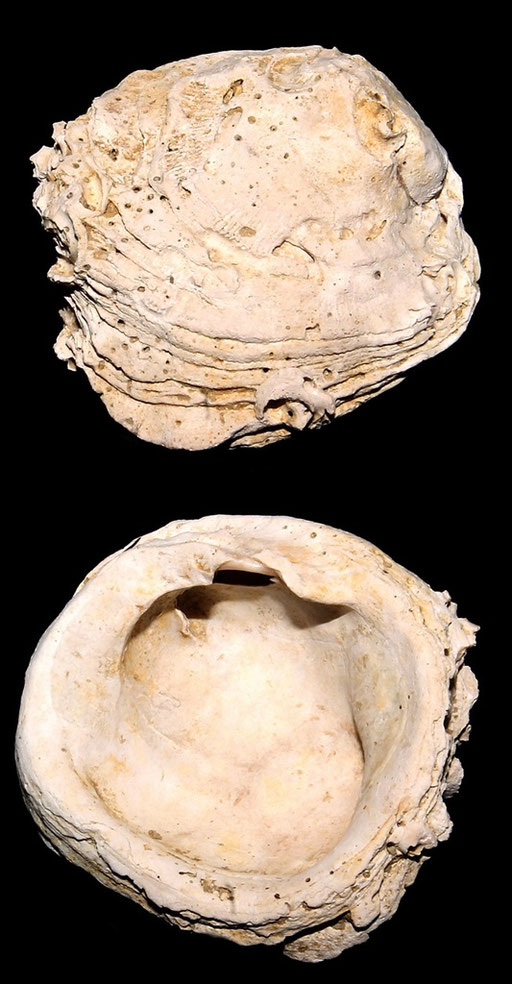 Chama gryphoides, Macchia della Turchina (Monteromano, VT)