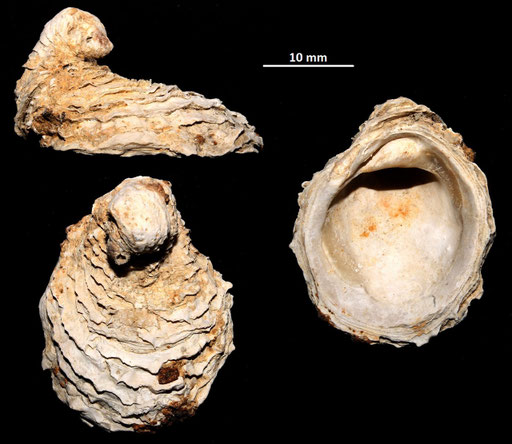 Chama gryphoides, Macchia della Turchina (Monteromano, VT)