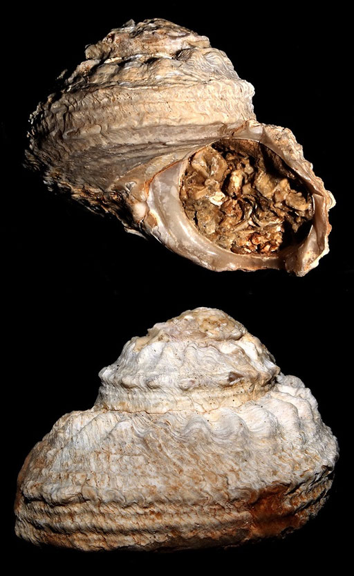 Bolma rugosa, Sant'Agostino (Civitavecchia, RM)