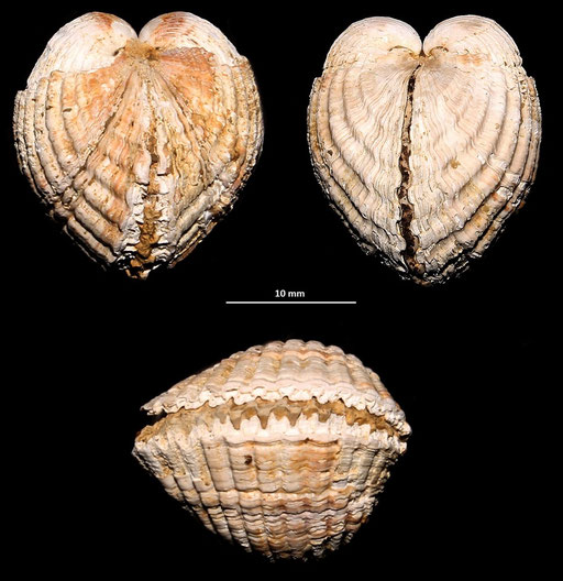 Cerastoderma glacuum, Macchia della Turchina (livello a panchina marchiato come "affioramento 2")