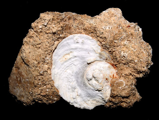 Opercolo di Bolma rugosa, Sant'Agostino (Civitavecchia, RM)