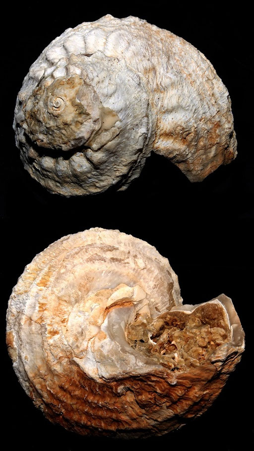 Bolma rugosa, Sant'Agostino (Civitavecchia, RM)
