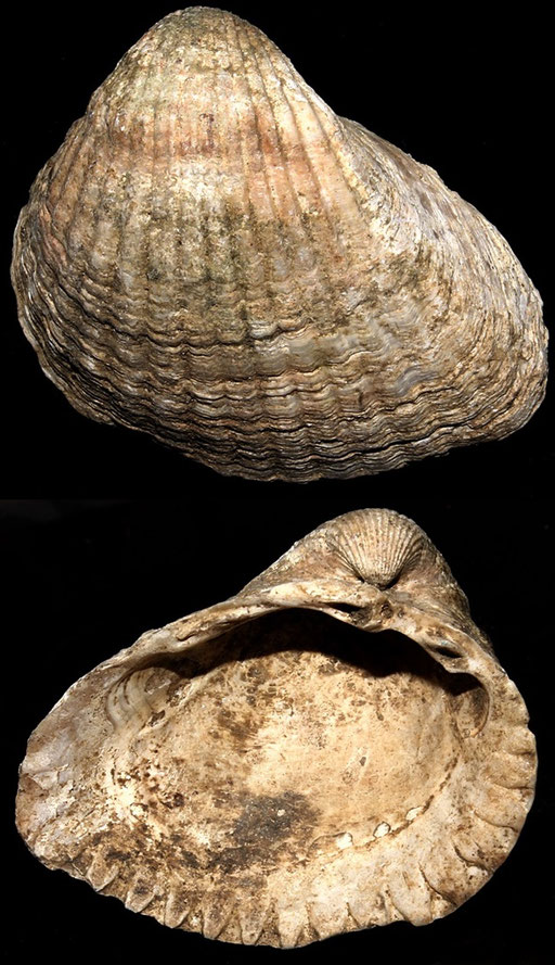 Cerastoderma glacuum, Macchia della Turchina
