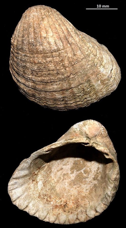 Cerastoderma glacuum, Macchia della Turchina