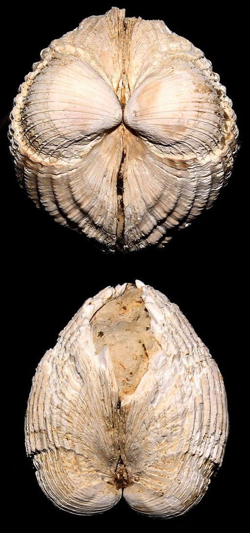 Cerastoderma glacuum, Macchia della Turchina (livello a panchina marchiato come "affioramento 2")