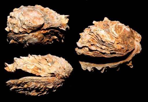 Chama gryphoides, Macchia della Turchina (Monteromano, VT)