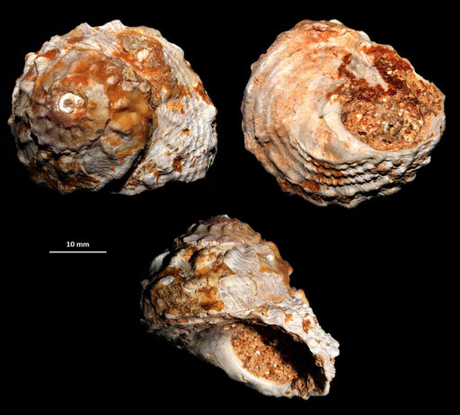 Bolma rugosa, Sant'Agostino (Civitavecchia, RM)