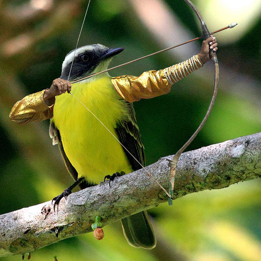 Archer