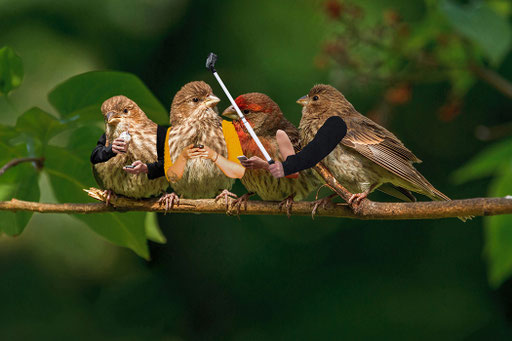 Tweet