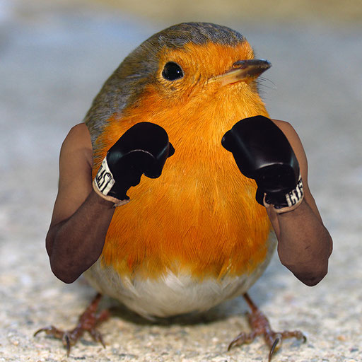Ali
