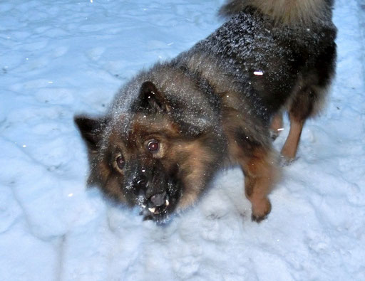 Ylvi hat auch viel Spaß im Schnee ...