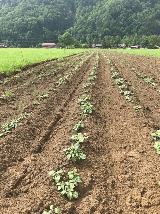 Kartoffeln 2021
