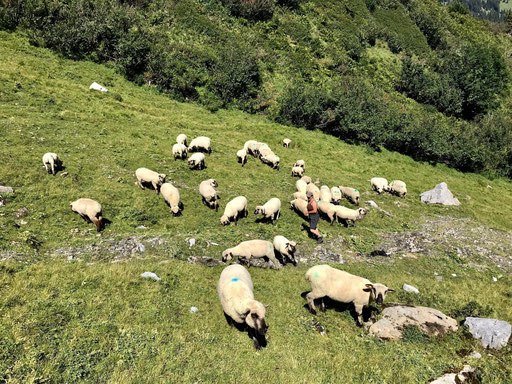 Alpsommer auf dem Scheenenbielhubel