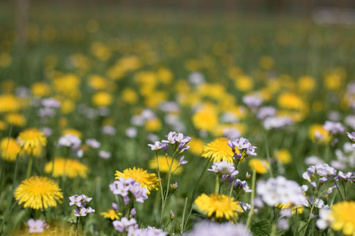 Paradies für die Bienen