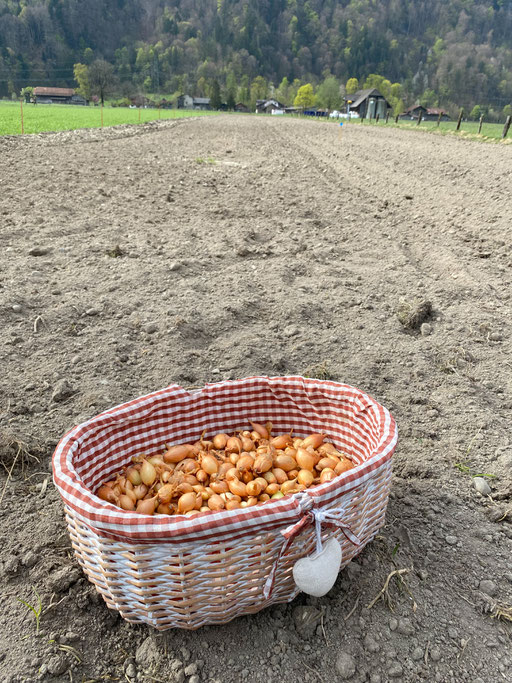 Zwiebeln setzen