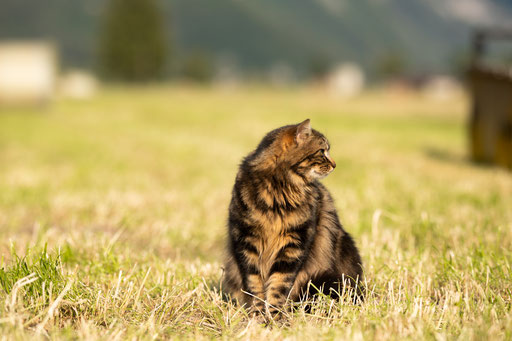 Unser Kater "Igor"