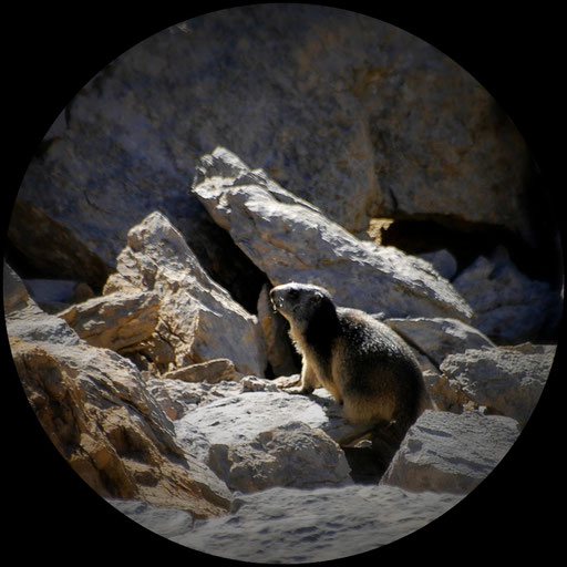 Une marmotte à l'affût -  - www.le-refuge-des-marmottes.com