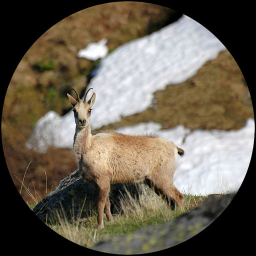 Un isard à l'affût - www.le-refuge-des-marmottes.com