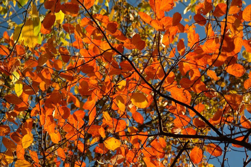 Automne en Vallée d'Ossau - www.le-refuge-des-marmottes.com