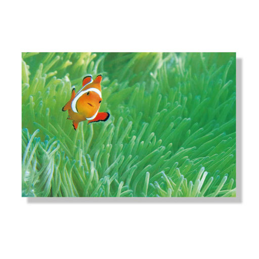PN-006　＊10.0ｘ14.8＊