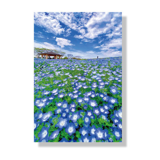 PF-026　＊14.8ｘ10.0＊