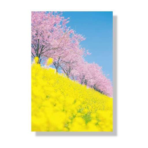 PF-006　＊14.8ｘ10.0＊