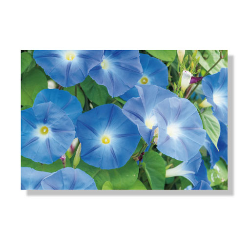 PF-019　＊10.0ｘ14.8＊