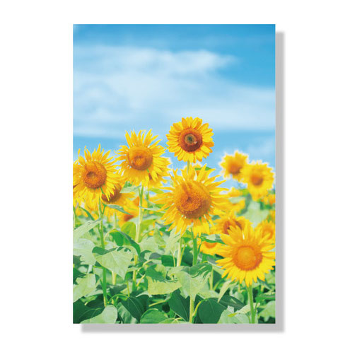PF-020　＊14.8ｘ10.0＊