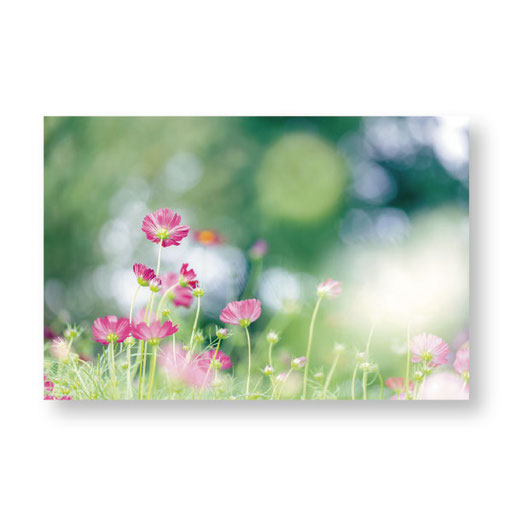 PF-002　＊10.0ｘ14.8＊