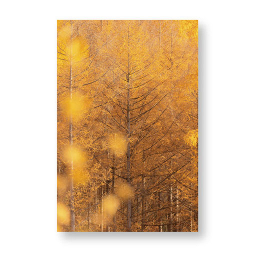PN-002　＊14.8ｘ10.0＊