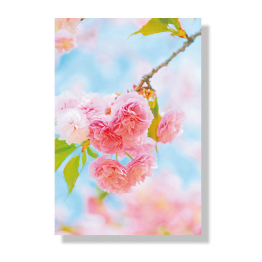 PF-009　＊14.8ｘ10.0＊