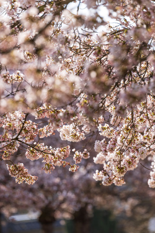 Kirschblüten in der Schweiz, Hanami, Kirschblüten in Zug, Blühende Kirschbäume