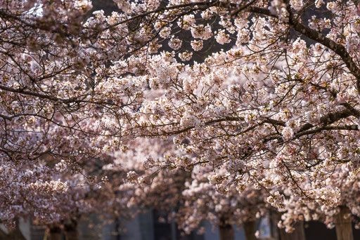 Kirschblüten in der Schweiz, Hanami, Kirschblüten in Zug, Blühende Kirschbäume