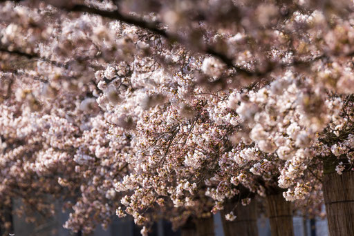 Kirschblüten in der Schweiz, Hanami, Kirschblüten in Zug, Blühende Kirschbäume