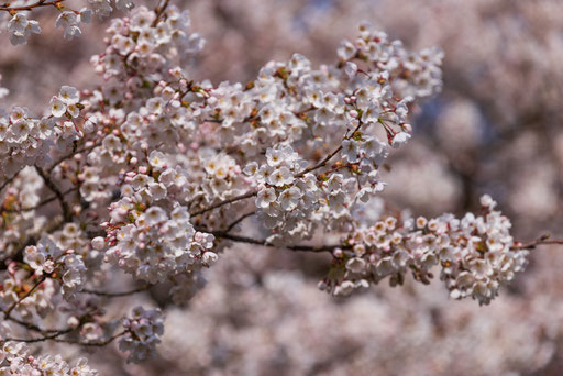 Kirschblüten in der Schweiz, Hanami, Kirschblüten in Zug, Blühende Kirschbäume
