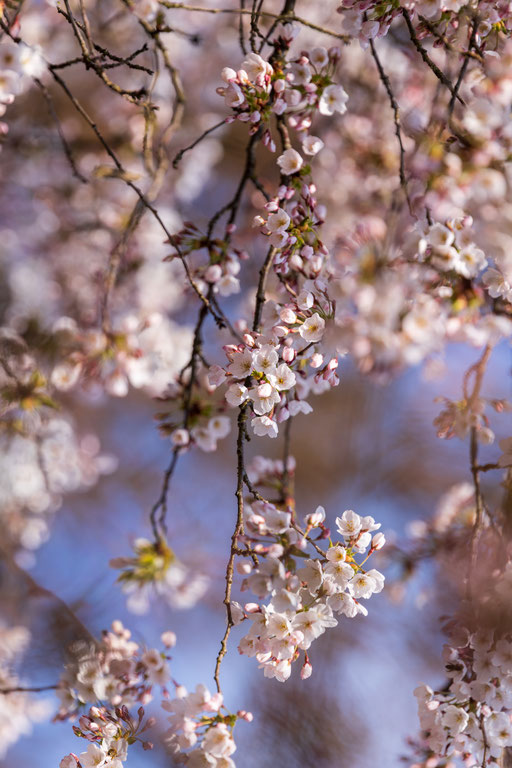 Kirschblüten in der Schweiz, Hanami, Kirschblüten in Zug, Blühende Kirschbäume