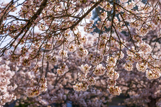 Kirschblüten in der Schweiz, Hanami, Kirschblüten in Zug, Blühende Kirschbäume