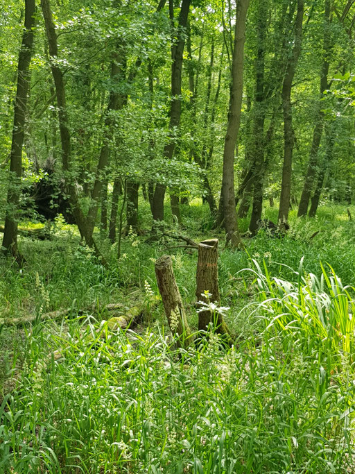 green- photography