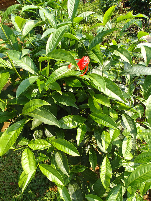 Les feuilles de thé, une alternative à la coca