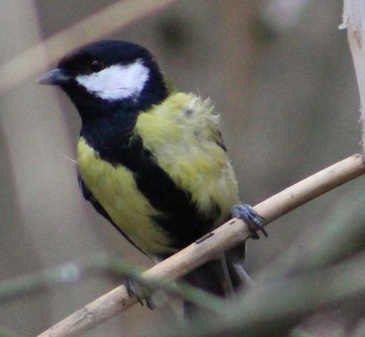 Kohlmeise (Parus major), m,  Rote Liste Status: 8 nicht gefährdet, Bild Nr.323, Aufnahme von Nikolaus Eberhardt (1.3.2017)