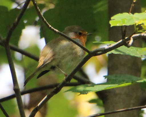 Rotkehlchen (Erithacus rubecula), Rote Liste Status: 8 nicht gefährdet, Bild Nr.169, Aufnahme von Nikolaus Eberhardt (18.10.2015)