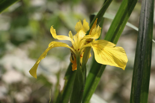 Sumpf-Schwertlilie (Iris pseudacorus), RoteListe: 8 nicht gefährdet, Bild Nr.685, Bild v. Nick E. (17.5.2015)