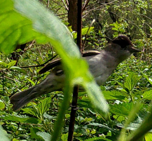Mönchsgrasmücke (Sylvia atricapilla), RoteListe: 8 nicht gefährdet, Bild Nr.800, Bild v. Nick E. (19.4.2023)