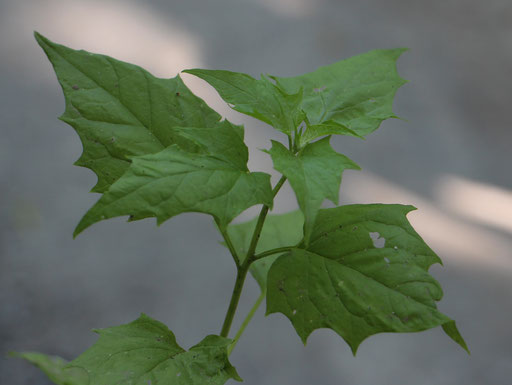 Stechapfelblättriger Gänsefuß (Chenopodium hybridum), Rote Liste Status: 8 nicht gefährdet, Bild Nr.382, Aufnahme von Nikolaus Eberhardt (28.5.2017)