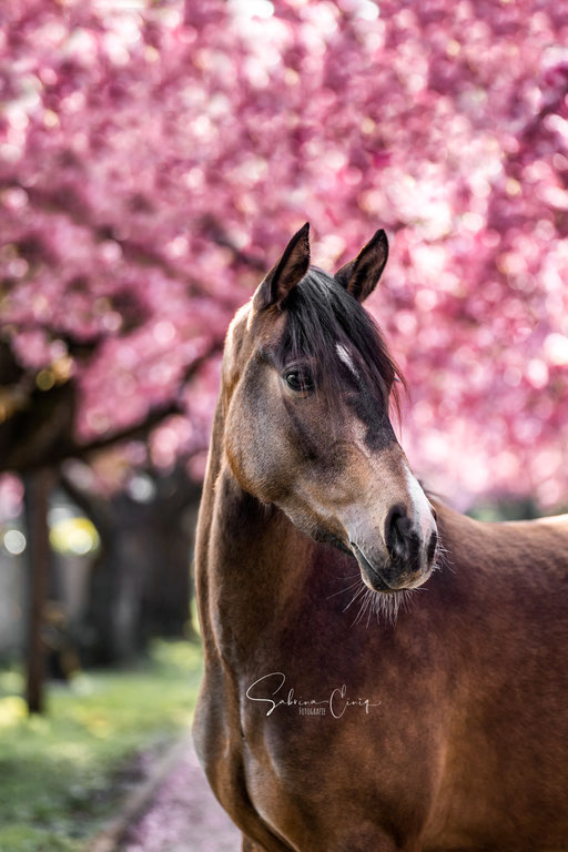 Pferdebild bei Kirschblüten