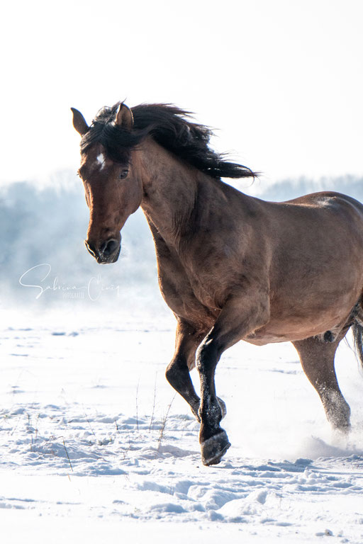 Pferd im Schnee