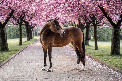 Pony vor Kirschblüten