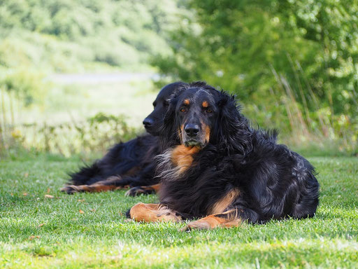 Hazel links & Honey rechts