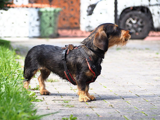 Wally vom Schütthause